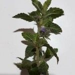 Marsypianthes chamaedrys Hoja