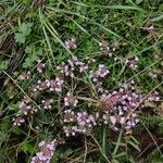 Thymus praecoxЦветок