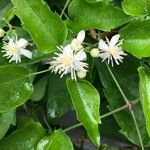 Clematis vitalbaफूल