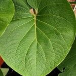 Aristolochia macrophylla Frunză