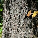 Carya tomentosa Bark