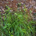 Carex vulpinoidea Hoja