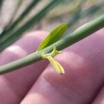 Ammophila arenaria Blomst