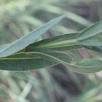 Declieuxia fruticosa Leaf