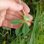 Lotus maritimus Leaf