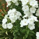 Phlox drummondii Flower