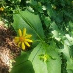 Smallanthus uvedalia Virág