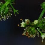 Sanicula crassicaulis Λουλούδι