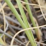 Cyperus conglomeratus 葉