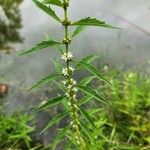 Lycopus uniflorus Leaf