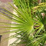 Chamaerops humilisЛисток