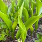 Convallaria majalis Leaf