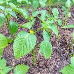 Physalis philadelphica Fuelha