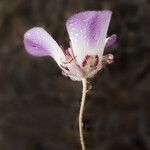 Calochortus simulans Flower