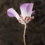 Calochortus simulans Çiçek