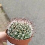 Mammillaria zeilmanniana Leaf