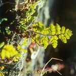 Hemionitis pteridioides Leaf