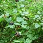 Rubus condensatus عادت داشتن