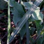 Diplachne fusca Likasa
