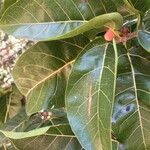 Ficus ingens Leaf