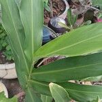 Hedychium coronarium Blatt