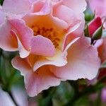 Rosa glauca Blomma