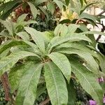 Pouteria campechiana 叶