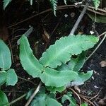 Dryopteris sieboldii Leaf