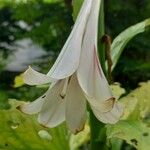 Cardiocrinum giganteum Kvet