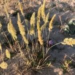 Rostraria cristata Habit