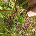 Taraxacum palustre Blad