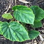 Begonia chitoensis Hoja