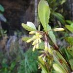 Pittosporum dzumacense Квітка