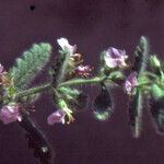 Teucrium scordium Lehti