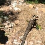 Albizia guillainii Blad