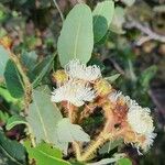 Angophora hispida ᱥᱟᱠᱟᱢ