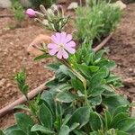 Silene hifacensis Blüte