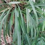 Cymbidium finlaysonianum ഇല