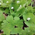 Sanguinaria canadensis Frunză