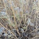 Teucrium poliumFlower