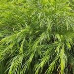 Acacia cognata Fuelha
