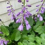 Hosta ventricosa Blüte