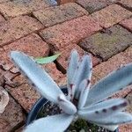 Kalanchoe tomentosaFuelha