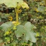 Fremontodendron californicum Leht