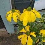 Rudbeckia nitida Blüte