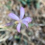 Dianthus pyrenaicus
