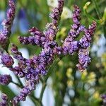 Limonium vulgare Flower