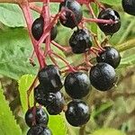 Sambucus nigra Fruit