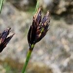 Schoenus nigricans Flower