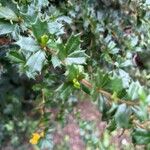 Berberis darwinii葉